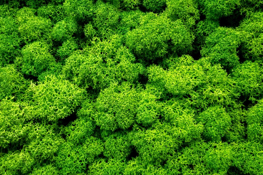 Primer plano de musgo preservado en un vibrante tono verde, ideal para decoración de interiores y diseño de espacios naturales.