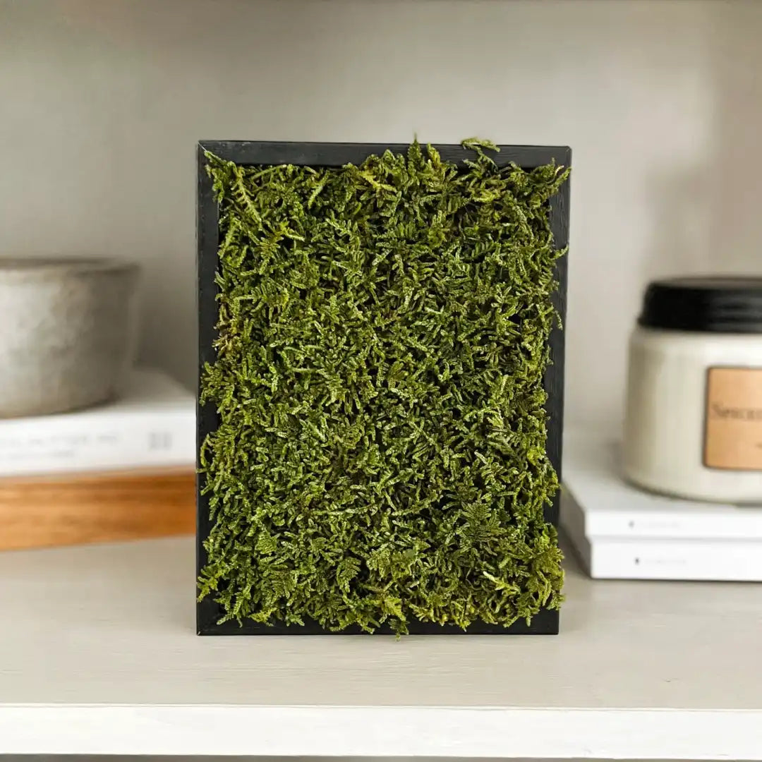 Cuadro de musgo preservado con marco negro, colocado sobre una estantería junto a una vela blanca y libros.