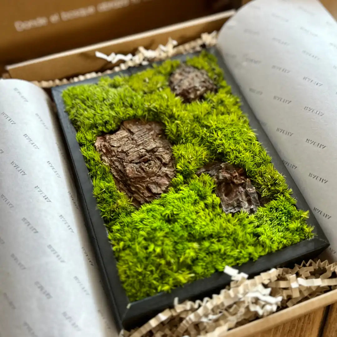 Cuadro decorativo de musgo preservado dentro de una caja de Rauha, mostrando un diseño natural con musgo verde y corteza.