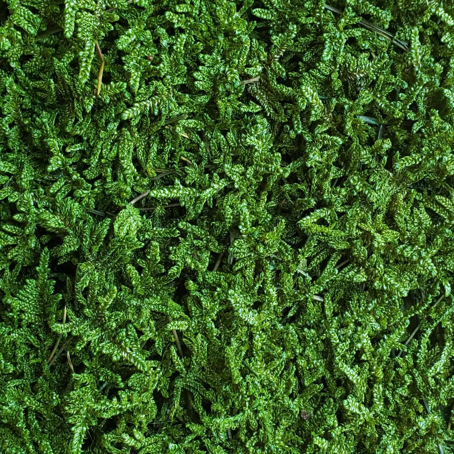 Primer plano de flat moss musgo preservado verde bosque, mostrando los detalles de las pequeñas hojas y la textura natural.