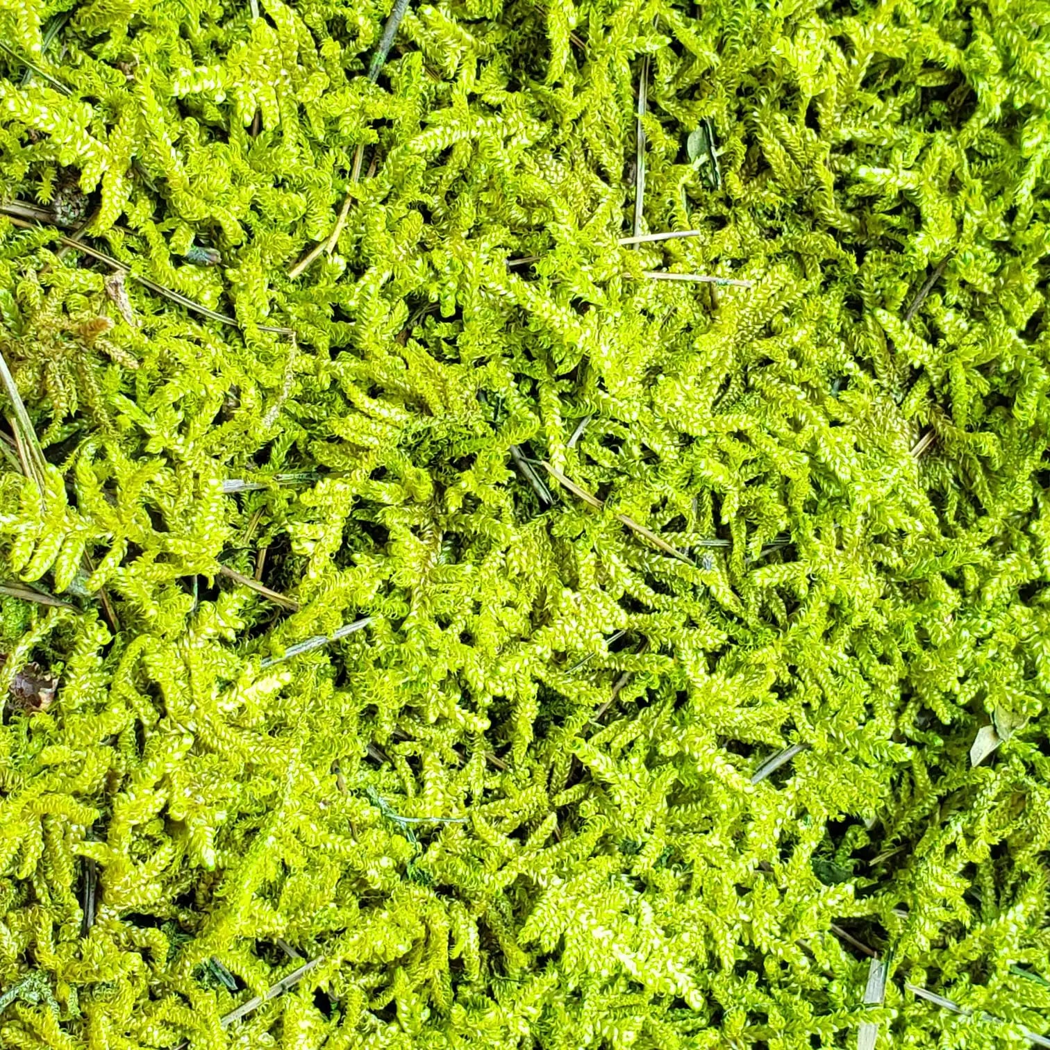 Primer plano de flat moss musgo preservado verde lima, mostrando los detalles de las pequeñas hojas y la textura natural.