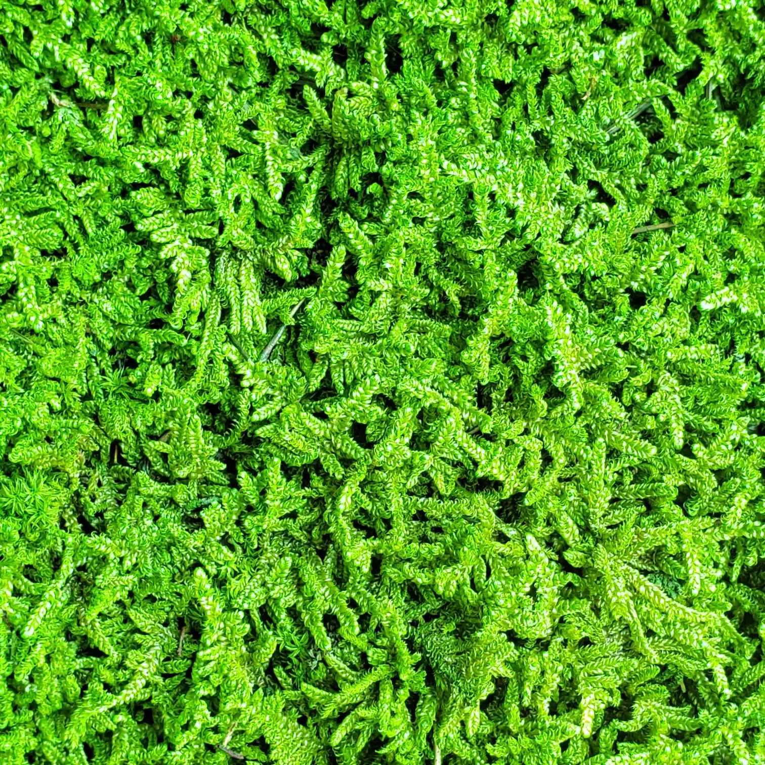 Primer plano de flat moss musgo preservado verde primavera, mostrando los detalles de las pequeñas hojas y la textura natural.