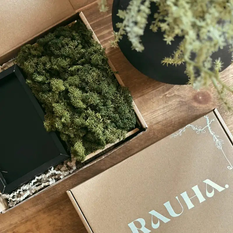 Kit DIY Cuadro de Musgo de Reno Preservado