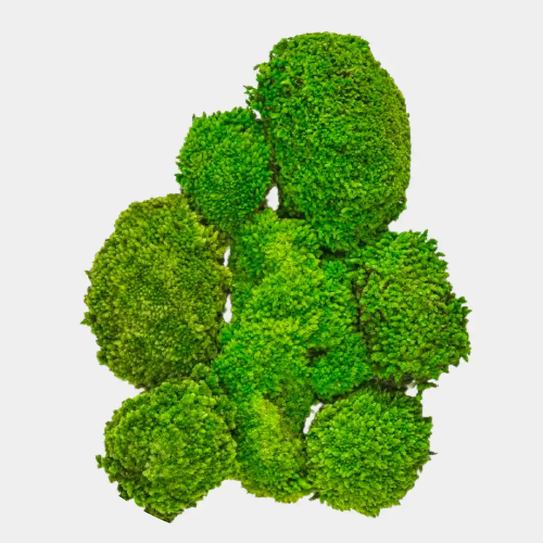 Conjunto de bolas de musgo pole moss preservado de diferentes tamaños, color verde intenso