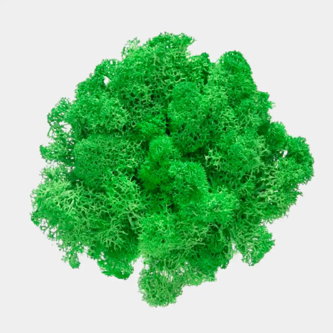 Racimo de musgo de reno preservado verde claro