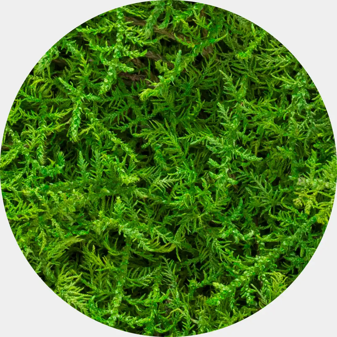 Primer plano de fern moss musgo preservado verde, mostrando los detalles de las pequeñas hojas y la textura natural.