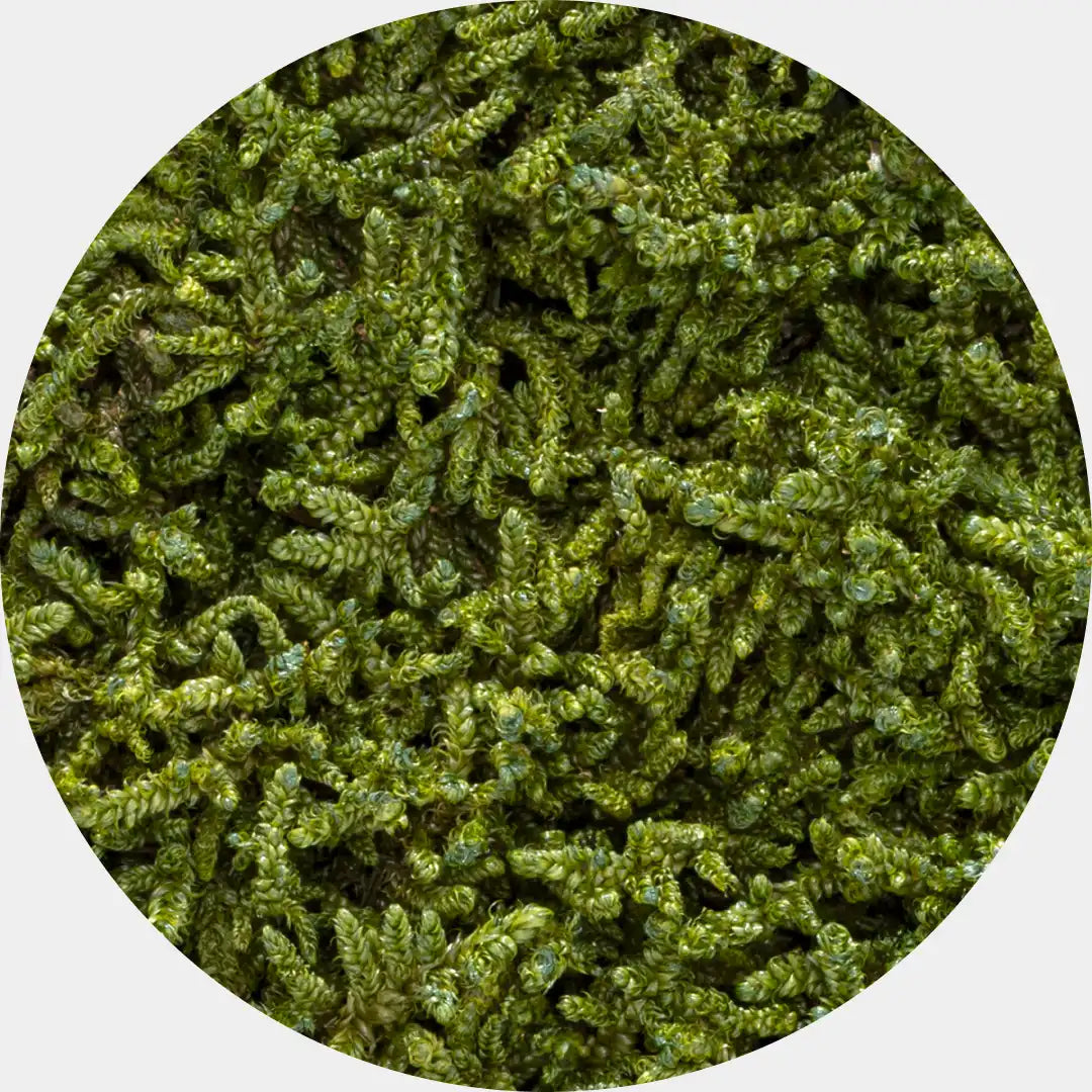 Primer plano de flat moss musgo preservado verde, mostrando los detalles de las pequeñas hojas y la textura natural.