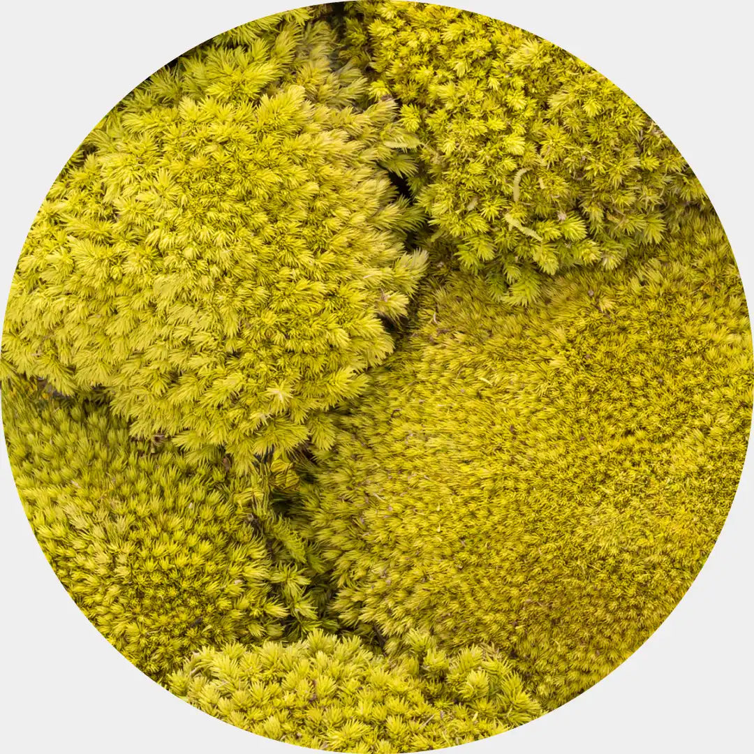 Primer plano de musgo preservado Pole Moss en tonos amarillos, mostrando su textura densa y esponjosa en un formato circular.