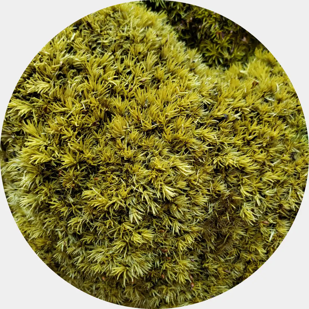 Kit DIY Cuadro de Musgo Pole Moss Preservado