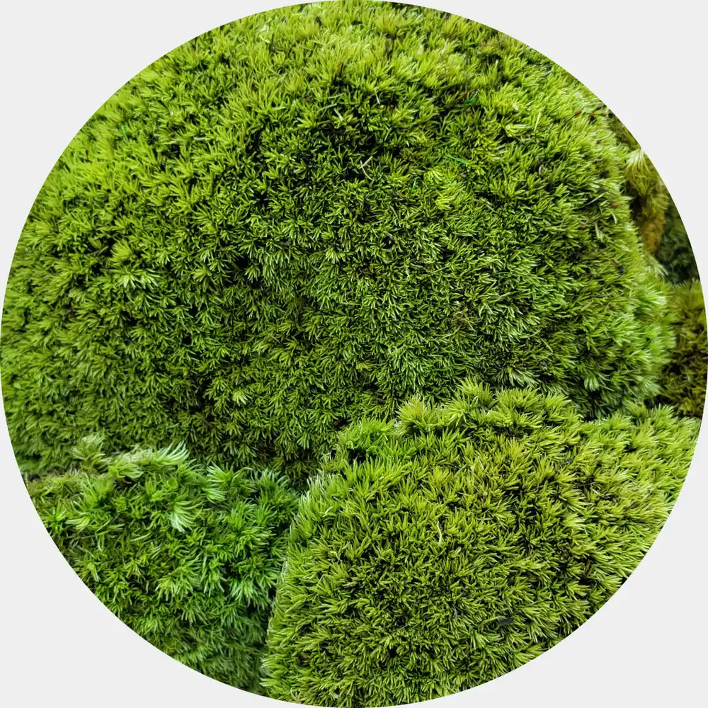 Primer plano de musgo preservado verde.