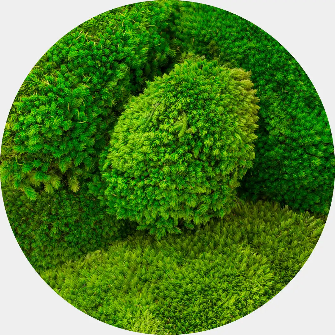 Primer plano de musgo preservado Pole Moss en tonos verdes, mostrando su textura densa y esponjosa en un formato circular.