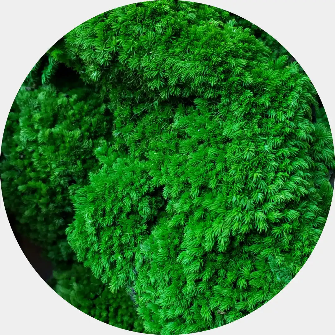 Primer plano de musgo preservado Pole Moss en tonos verdes, mostrando su textura densa y esponjosa en un formato circular.