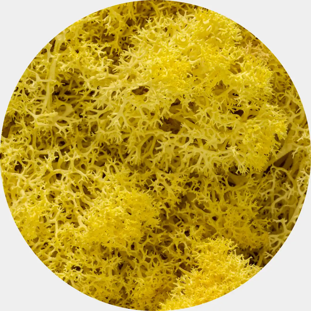 Musgo Natural Preservado Reindeer Moss