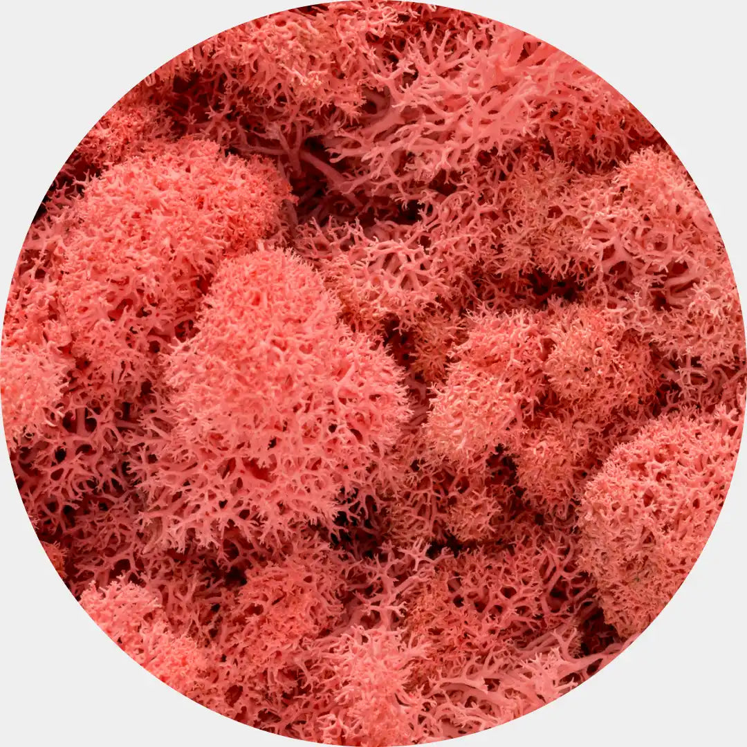 Musgo Natural Preservado Reindeer Moss