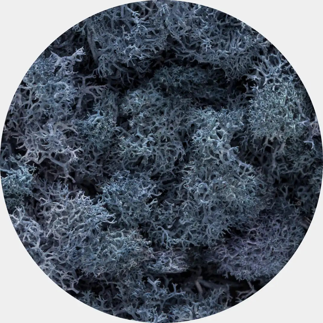Musgo Natural Preservado Reindeer Moss