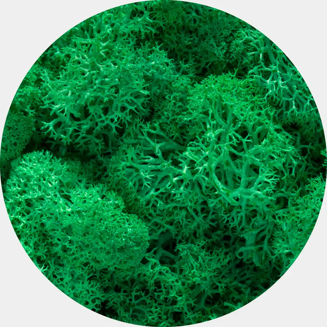 Musgo Natural Preservado Reindeer Moss