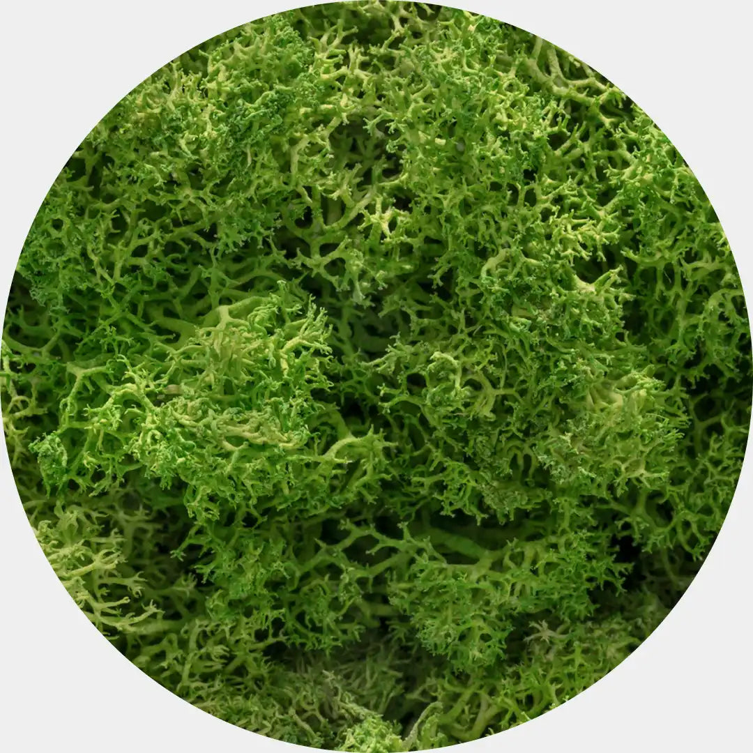 Musgo Natural Preservado Reindeer Moss