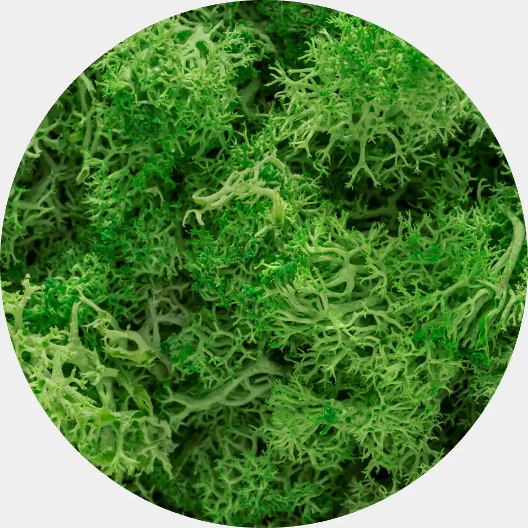 Musgo Natural Preservado Reindeer Moss