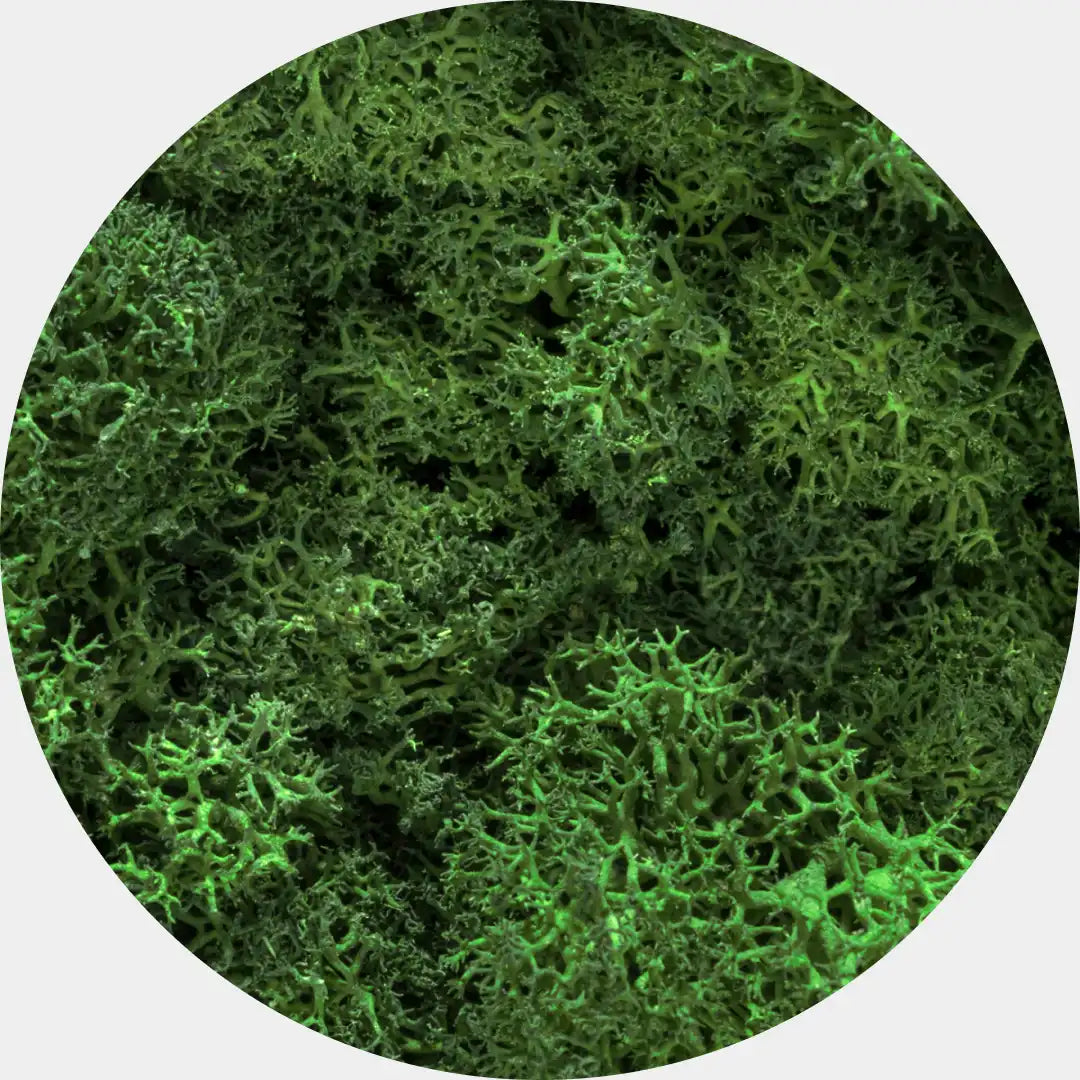 Musgo Natural Preservado Reindeer Moss