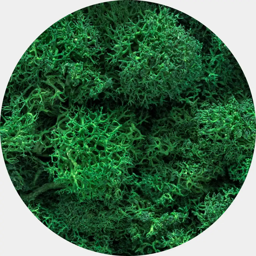 Musgo Natural Preservado Reindeer Moss