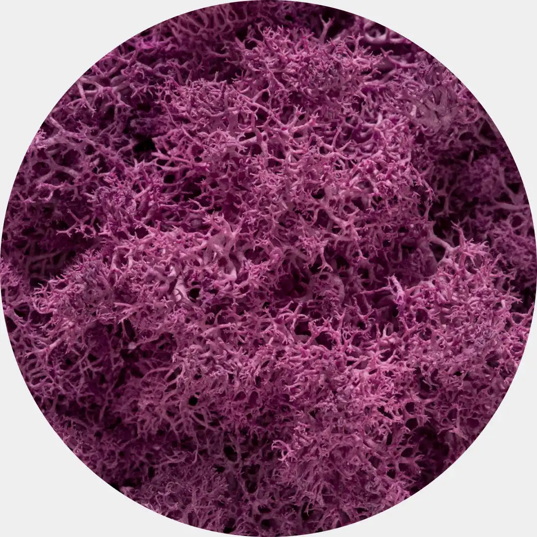 Musgo Natural Preservado Reindeer Moss