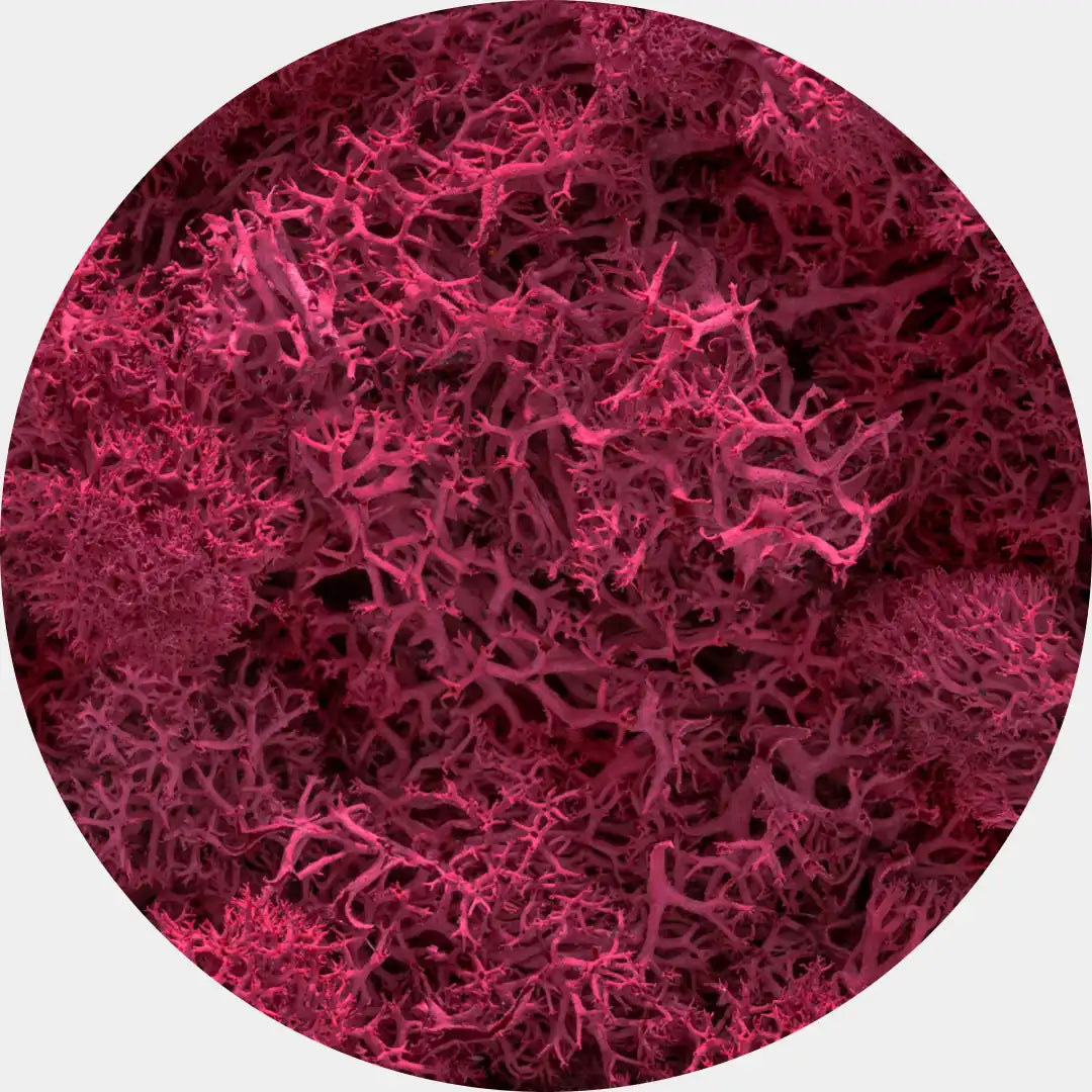 Musgo Natural Preservado Reindeer Moss