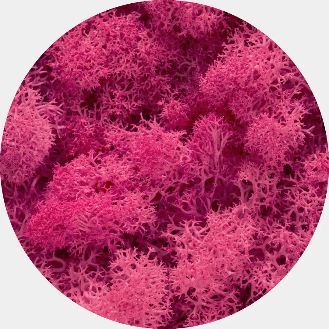 Musgo Natural Preservado Reindeer Moss