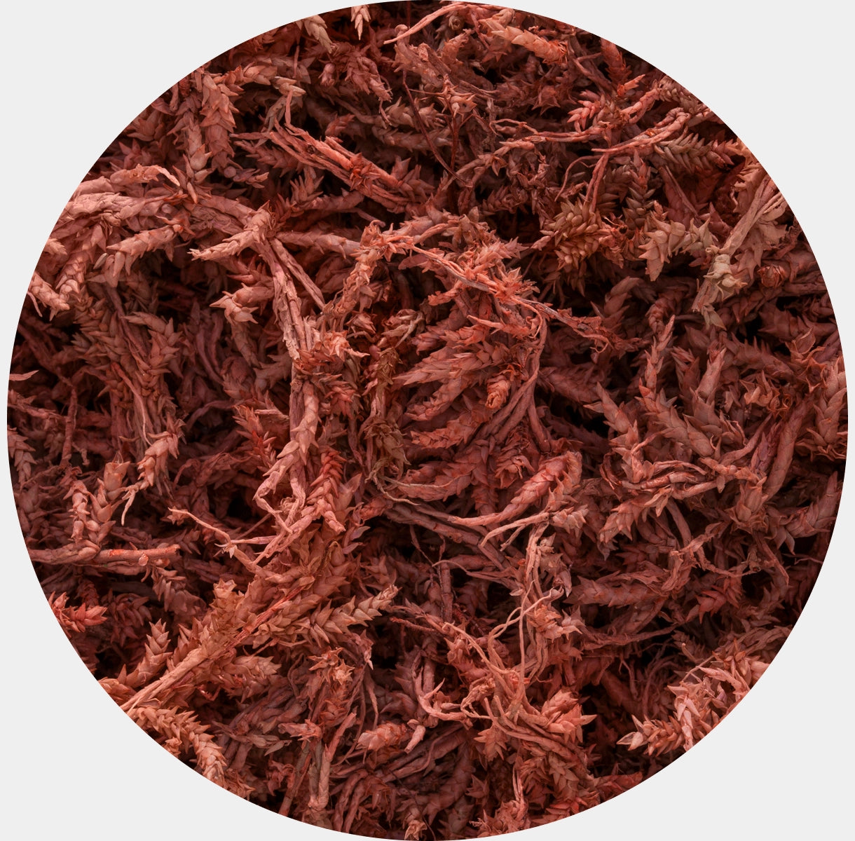 Musgo Natural Preservado Sphagnum para Decoración