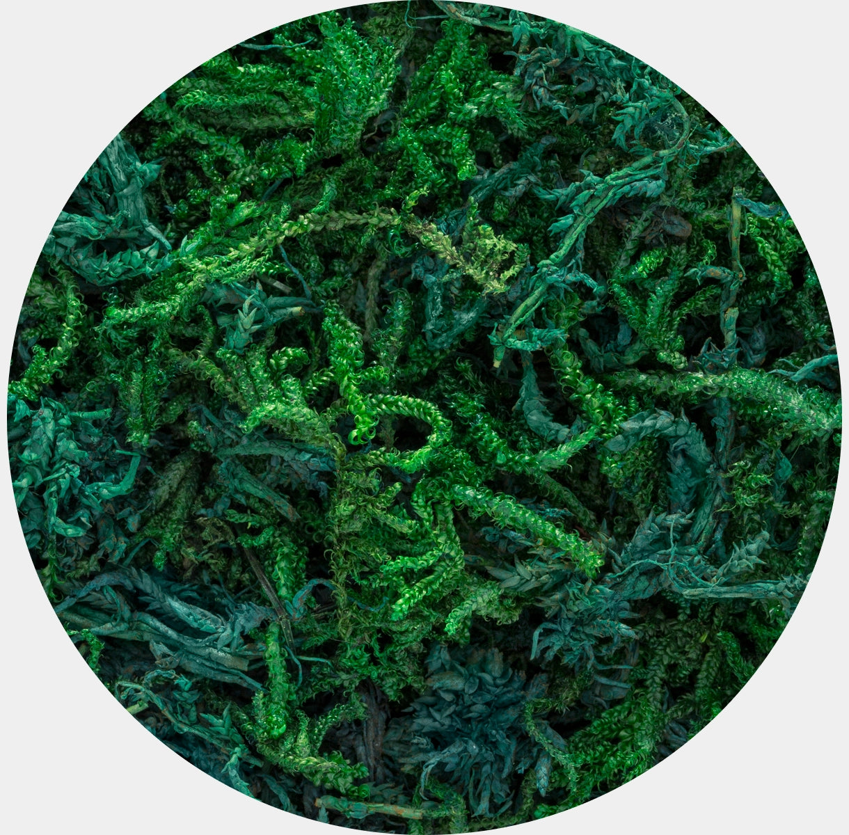 Musgo Natural Preservado Sphagnum para Decoración
