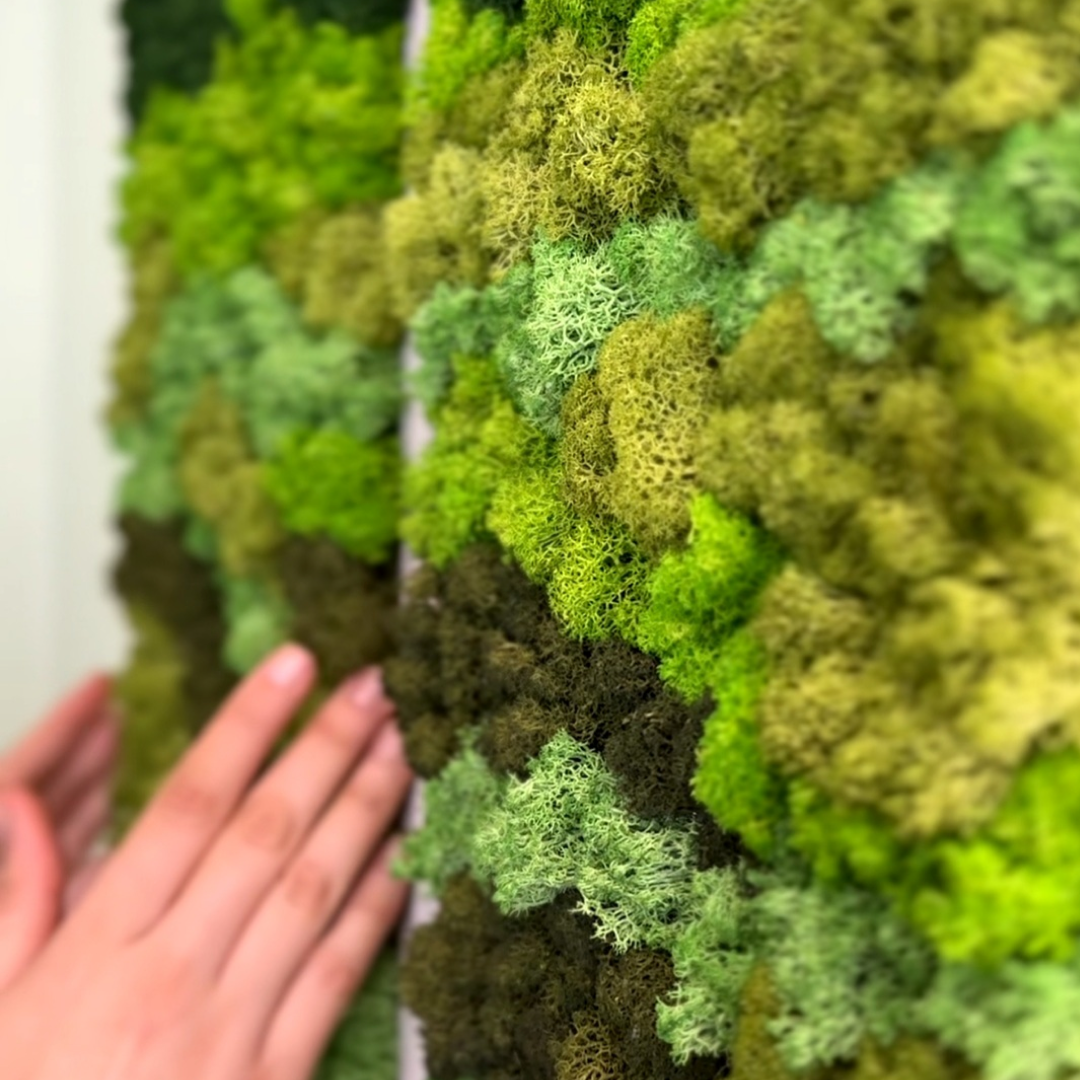 Manos tocando un par de cuadros de musgo preservado en tonos verdes, mostrando la textura detallada del musgo.