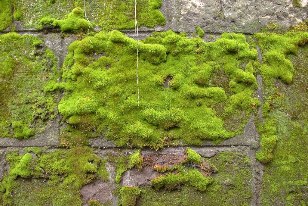 Musgo cubriendo una pared de ladrillos, creando una capa verde y espesa en un ambiente urbano.