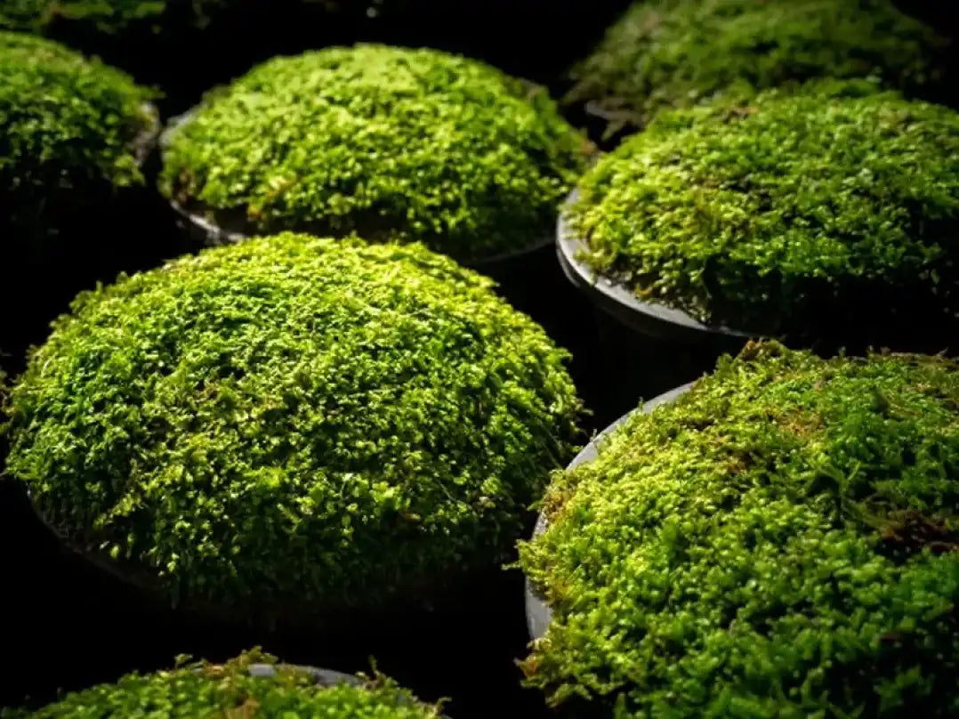 Guía Completa: Cómo cuidar musgo para mantenerlo vivo y verde