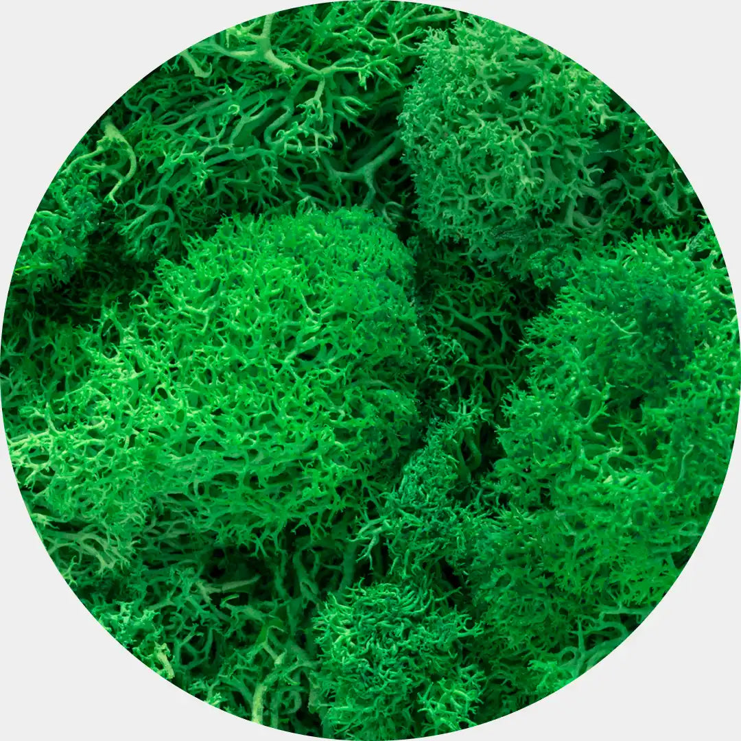 Musgo Natural Preservado Reindeer Moss