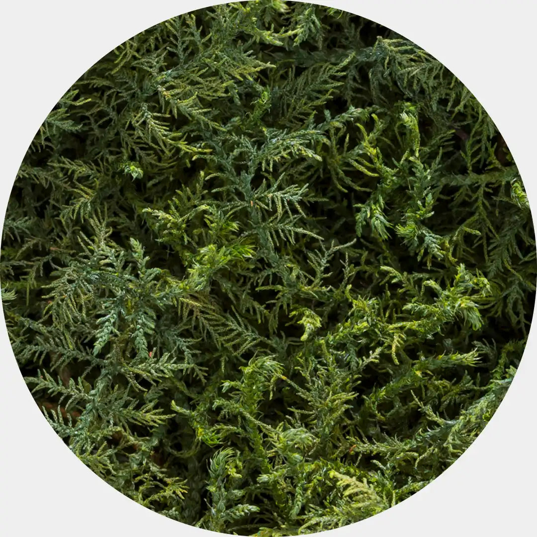Musgo Natural Preservado Fern Moss