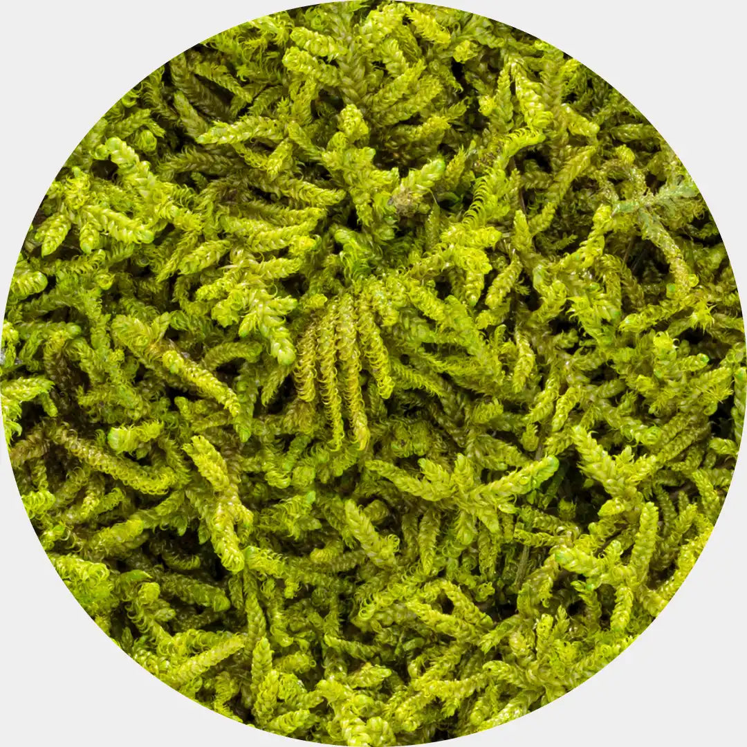 Musgo Natural Preservado Flat Moss