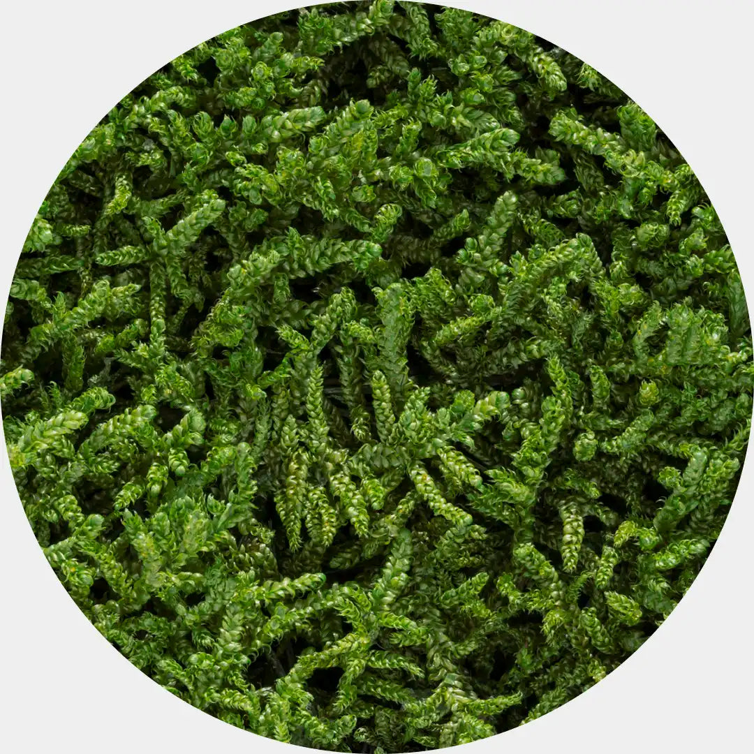 Musgo Natural Preservado Flat Moss