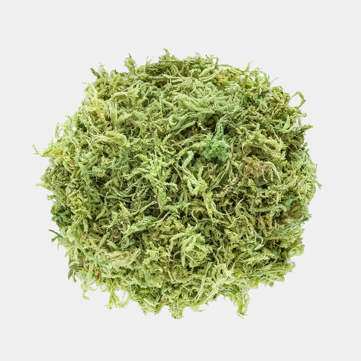 Musgo Natural Preservado Sphagnum para Decoración